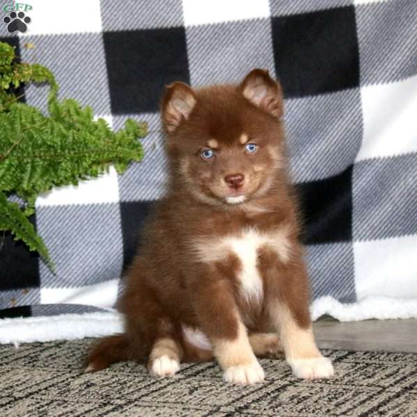 Kyle, Pomsky Puppy