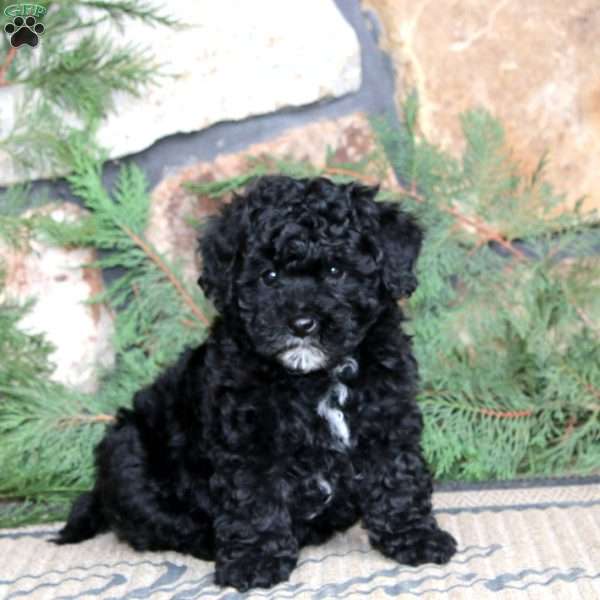 Kyle, Miniature Poodle Puppy