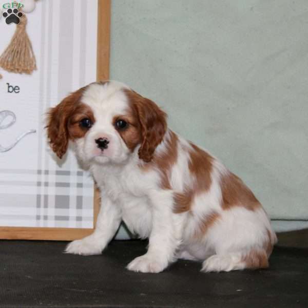 Kyle, Cavalier King Charles Spaniel Puppy