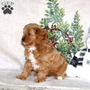 Kyle, Cavapoo Puppy
