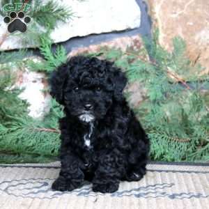 Kyle, Miniature Poodle Puppy