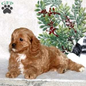 Kyle, Cavapoo Puppy