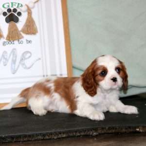Kyle, Cavalier King Charles Spaniel Puppy