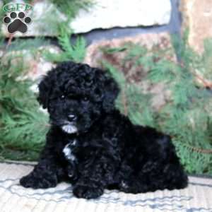 Kyle, Miniature Poodle Puppy