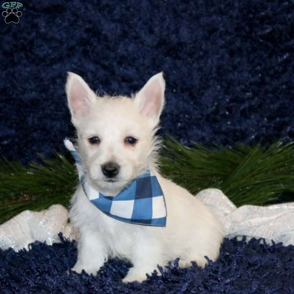 Kyler, West Highland Terrier Puppy