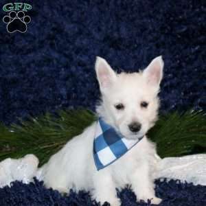 Kyler, West Highland Terrier Puppy