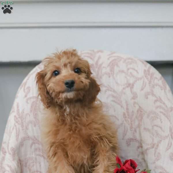 Kyler, Cavapoo Puppy