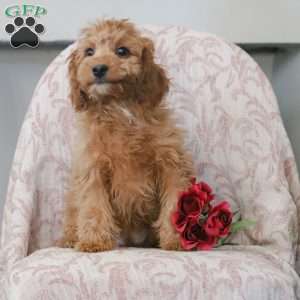 Kyler, Cavapoo Puppy