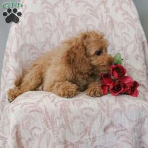 Kyler, Cavapoo Puppy