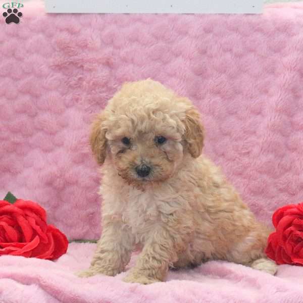 Lacey, Miniature Poodle Mix Puppy