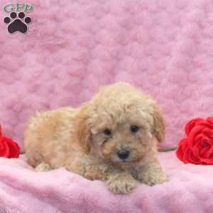 Lacey, Miniature Poodle Mix Puppy