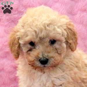 Lacey, Miniature Poodle Mix Puppy