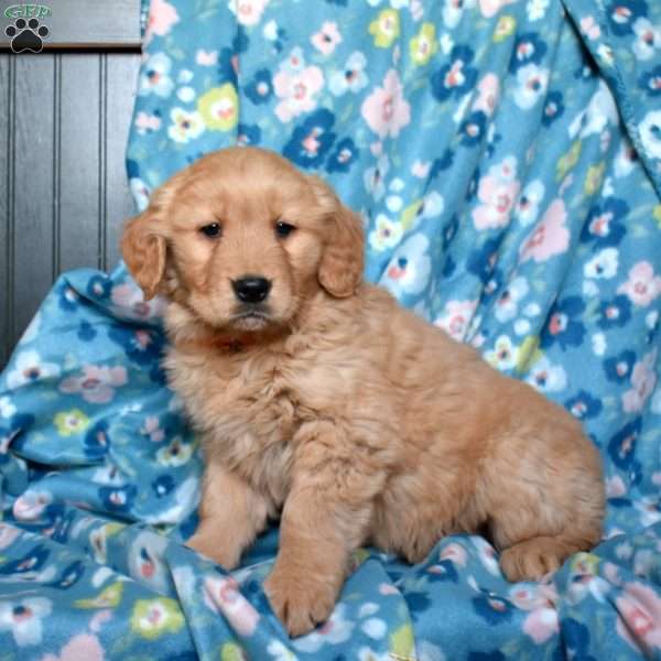 Lacy, Golden Retriever Puppy