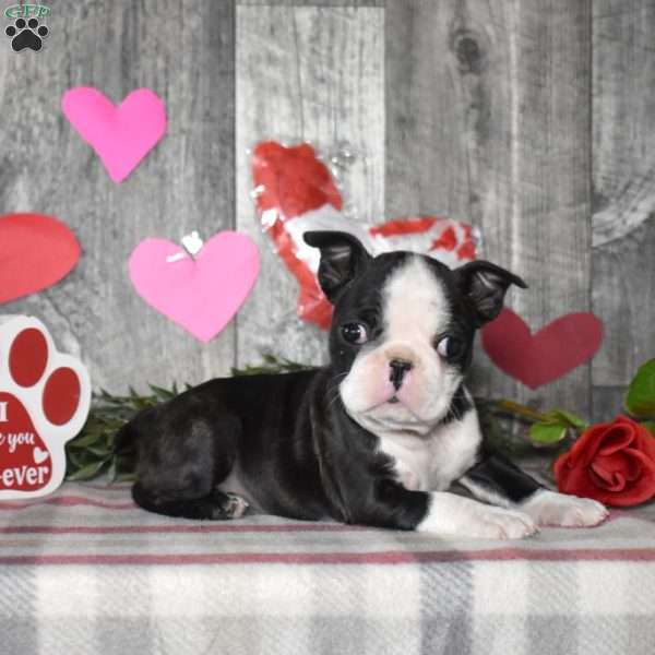 Lacy, Boston Terrier Puppy