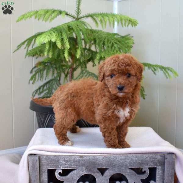 Lacy, Mini Goldendoodle Puppy