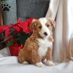 Lacy, Mini Bernedoodle Puppy