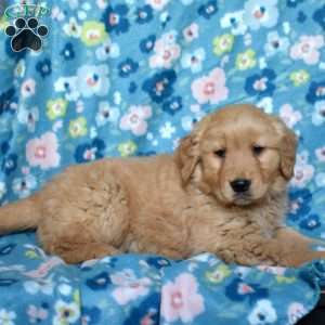 Lacy, Golden Retriever Puppy