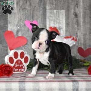 Lacy, Boston Terrier Puppy