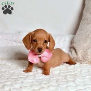 Lacy, Dachshund Puppy