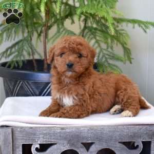 Lacy, Mini Goldendoodle Puppy