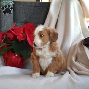 Lacy, Mini Bernedoodle Puppy