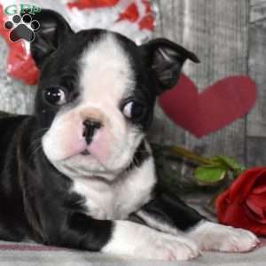 Lacy, Boston Terrier Puppy