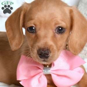 Lacy, Dachshund Puppy