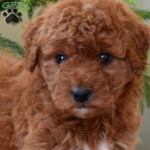 Lacy, Mini Goldendoodle Puppy