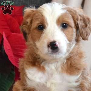 Lacy, Mini Bernedoodle Puppy