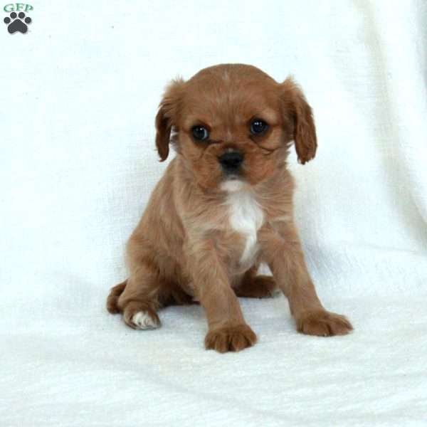 Lady, Cavalier King Charles Spaniel Puppy