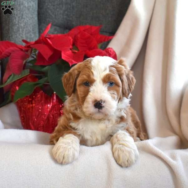 Lady, Mini Bernedoodle Puppy