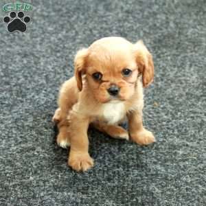 Lady, Cavalier King Charles Spaniel Puppy