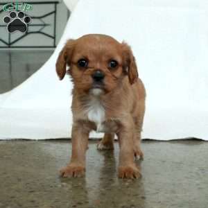 Lady, Cavalier King Charles Spaniel Puppy