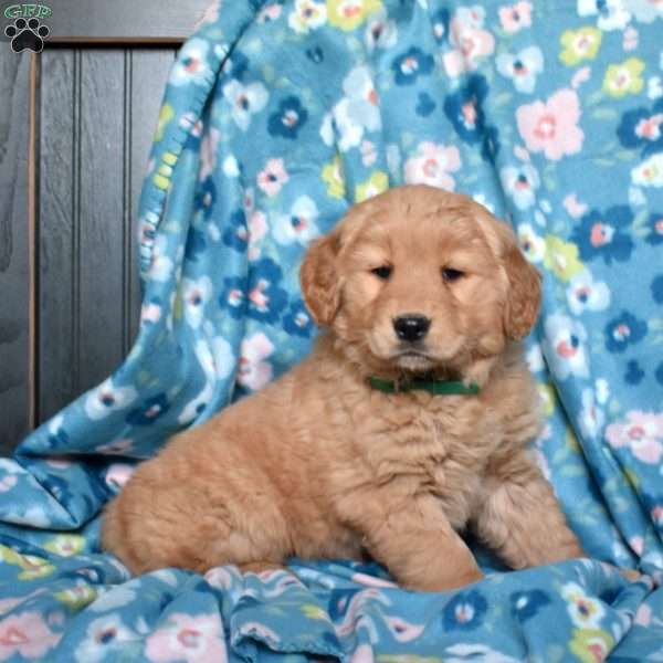 Laila, Golden Retriever Puppy