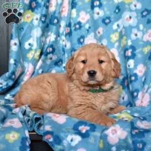 Laila, Golden Retriever Puppy