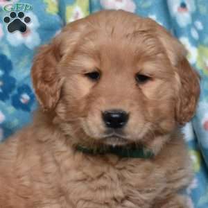 Laila, Golden Retriever Puppy