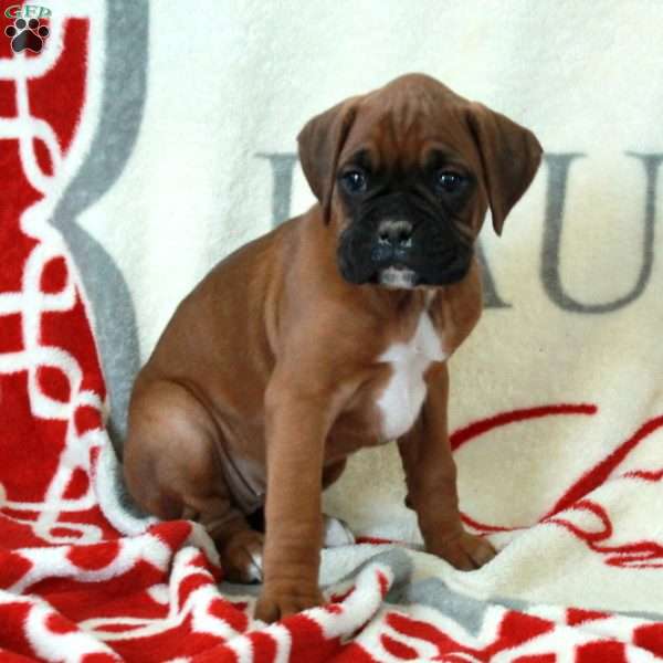 Lana, Boxer Puppy