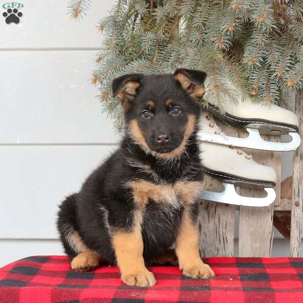 Lana, German Shepherd Puppy