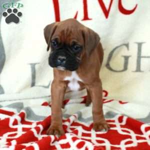Lana, Boxer Puppy