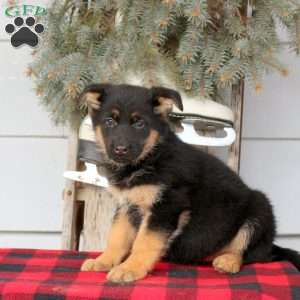 Lana, German Shepherd Puppy