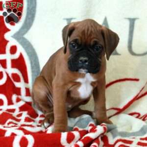 Lana, Boxer Puppy