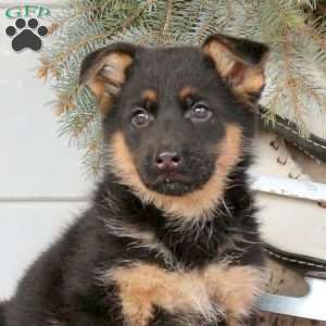 Lana, German Shepherd Puppy