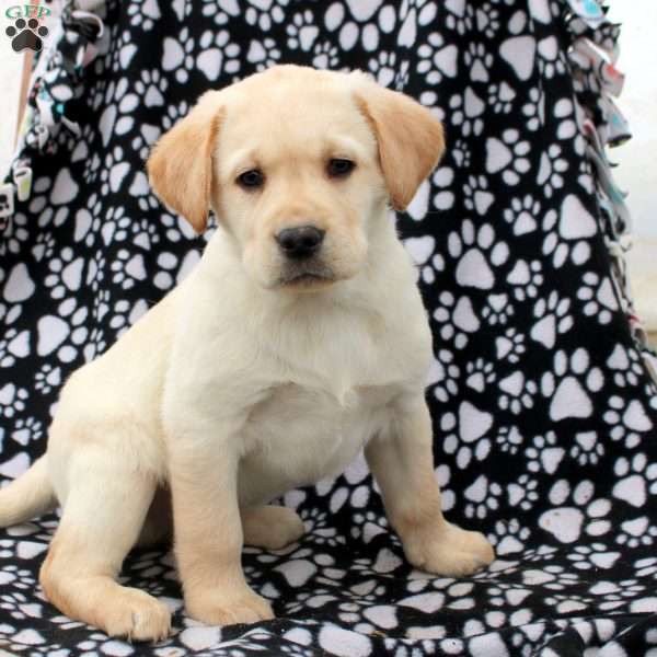 Landon, Yellow Labrador Retriever Puppy