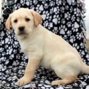 Landon, Yellow Labrador Retriever Puppy