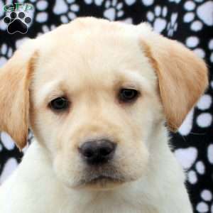Landon, Yellow Labrador Retriever Puppy