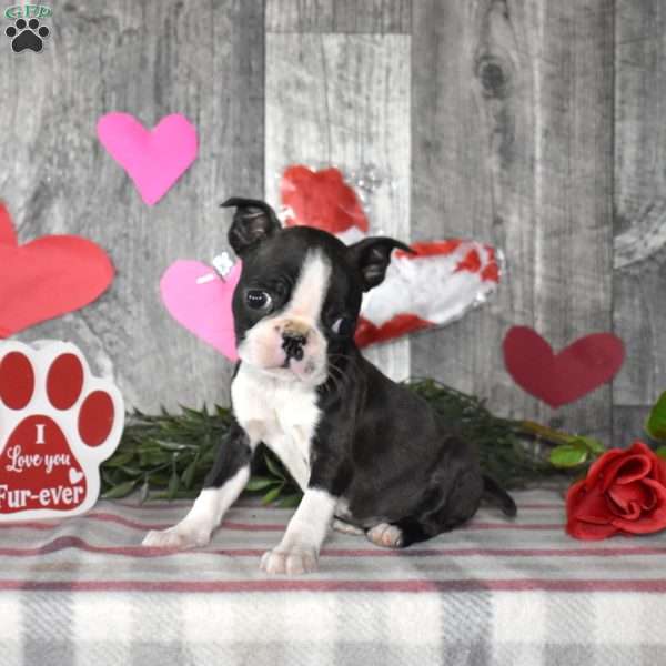 Latte, Boston Terrier Puppy