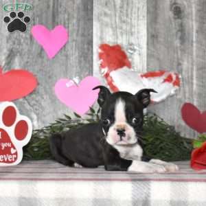 Latte, Boston Terrier Puppy