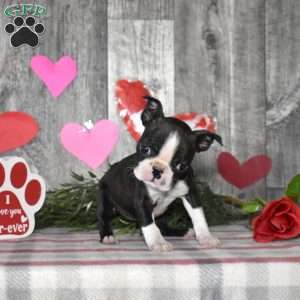 Latte, Boston Terrier Puppy