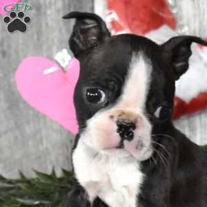 Latte, Boston Terrier Puppy
