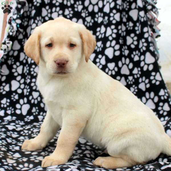 Lawrence, Yellow Labrador Retriever Puppy